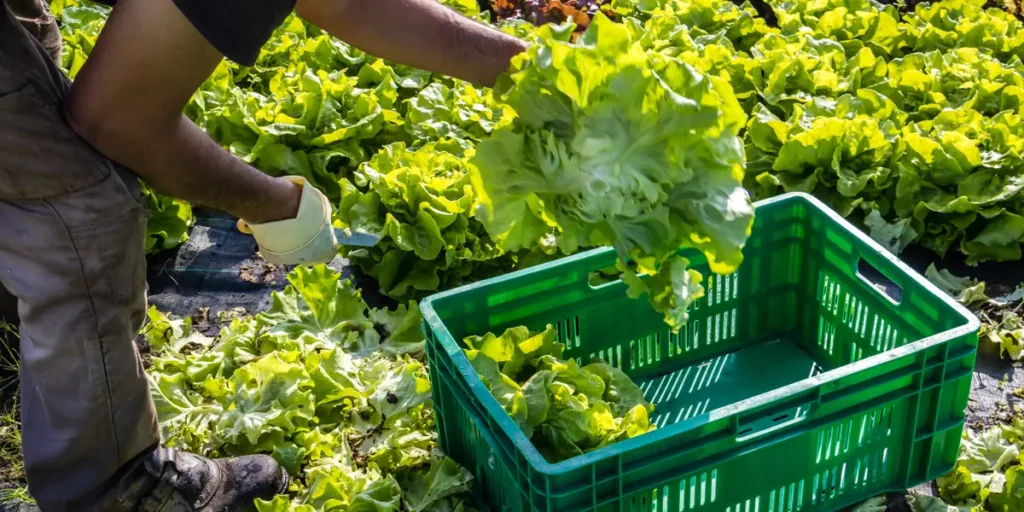 Michigan Reports First 2 Deaths Linked to Cyclospora Outbreak | Invesloan.com