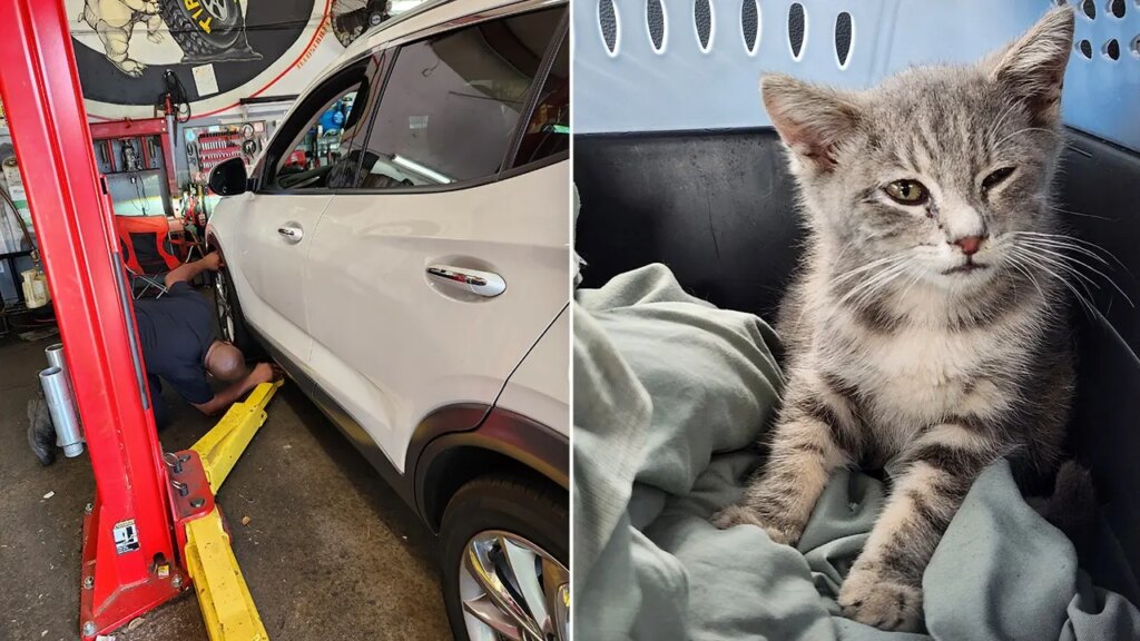 Tiny kitten rode a whole lot of miles trapped in automotive from New Jersey to Georgia | Invesloan.com