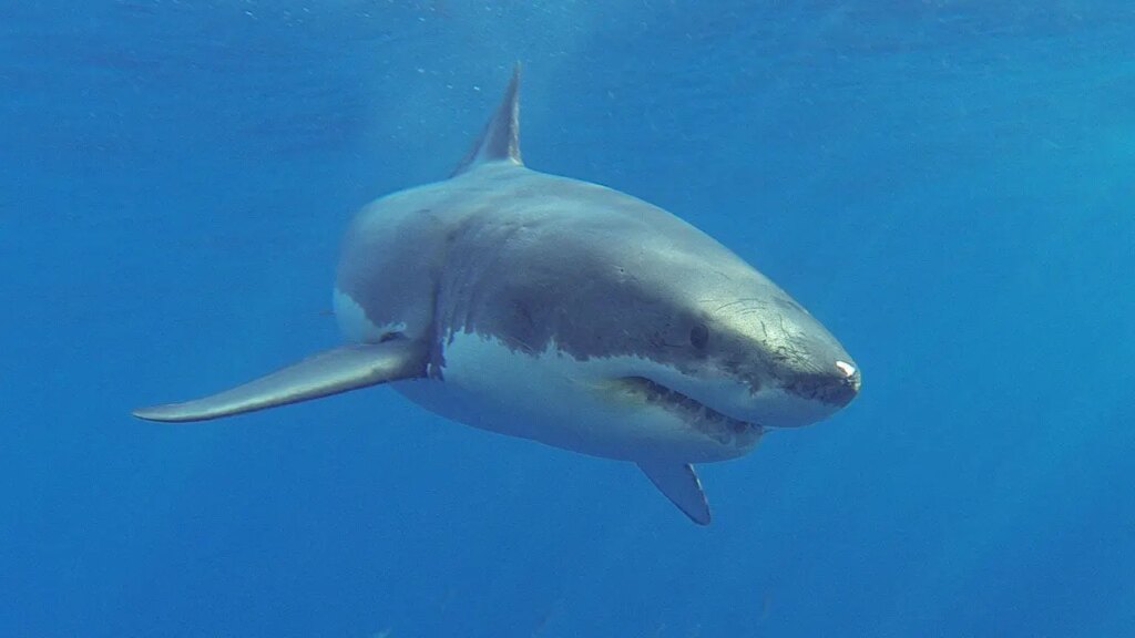 Veteran lifeguard, 71, dragged underwater off the coast of Maine by nice white shark | Invesloan.com