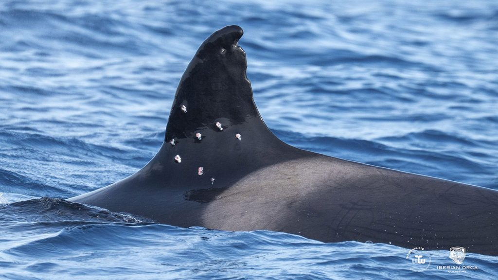 Iberian orca discovered with suspected shotgun wounds, Spain investigates | Invesloan.com