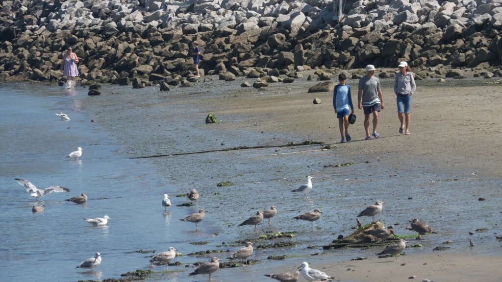 Shark sightings on the rise at Maine seashores this summer time | Invesloan.com