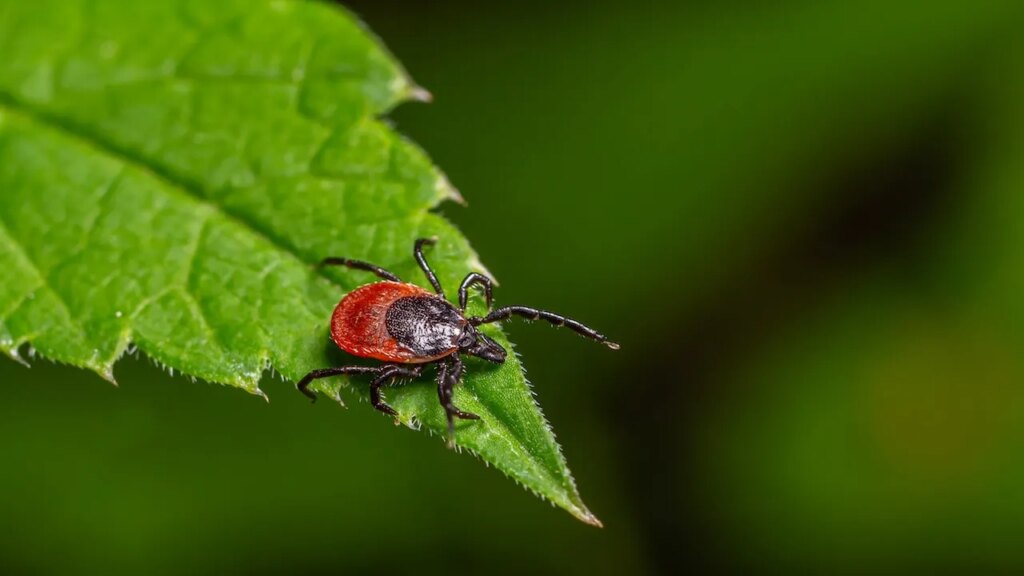 Rare ‘rabbit fever’ resurfaces with tick-borne circumstances close to main US metropolis | Invesloan.com