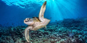 Ocean Photographer of the Year Highlights Wildlife, World Oceans | Invesloan.com