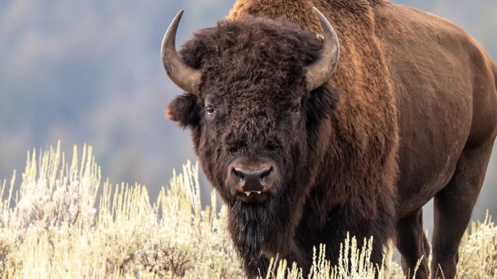 National Park Service director calls Yellowstone’s wild bison restoration an ‘unimaginable conservation story’ | Invesloan.com
