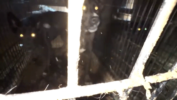 California rescue operator charged with 35 counts of animal cruelty | Invesloan.com