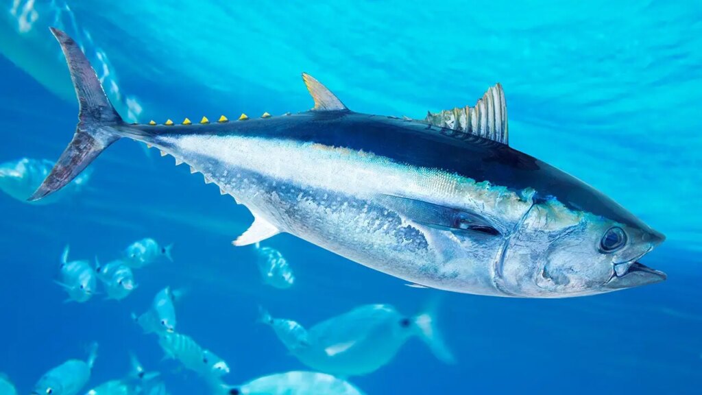 World-record bluefin tuna caught off the coast of San Diego on rod and reel by sport fisherman | Invesloan.com