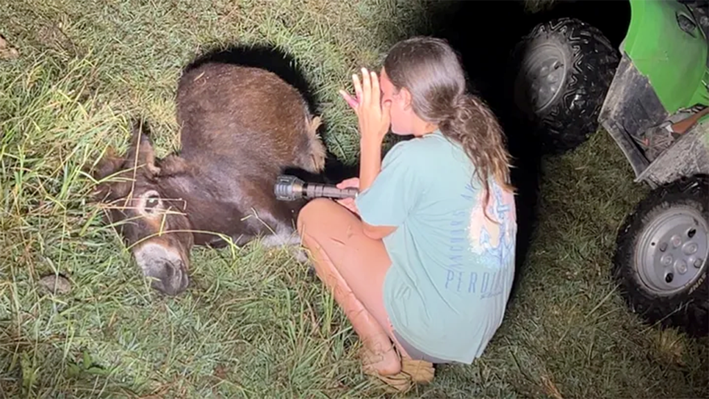 Cops fatally shoot beloved child donkey throughout seek for lacking youngster | Invesloan.com
