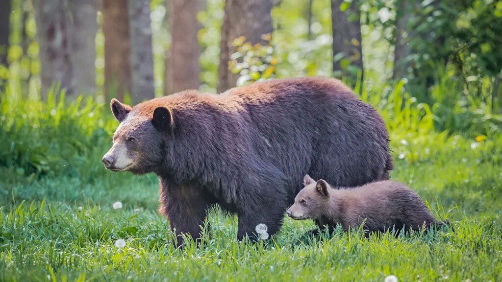 Momma bear teaches her cub the positive artwork of ripping open a truck mattress cowl in a parking zone | Invesloan.com