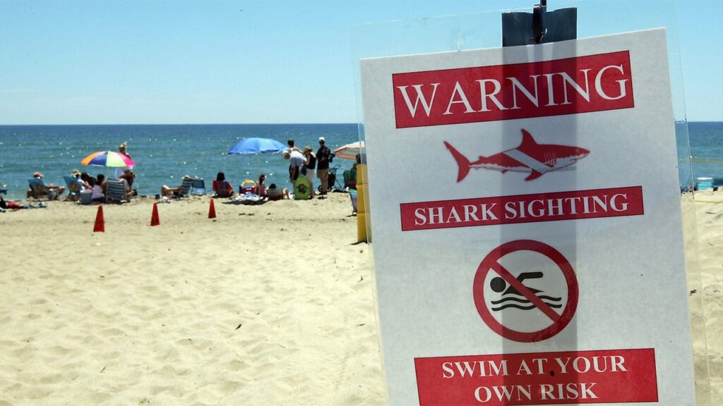 Swimmer suffers obvious shark chew at Martha’s Vineyard seaside | Invesloan.com