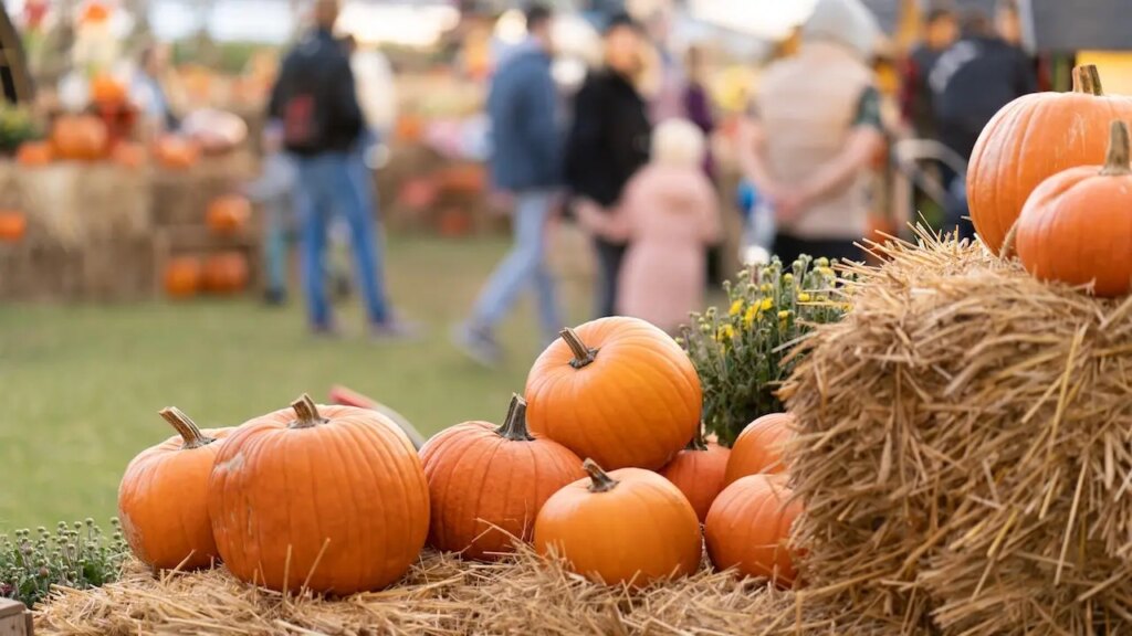 Pumpkin patch linked to E. coli outbreak that sends 3 kids to ICU | Invesloan.com